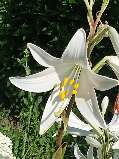 A close-up, sunlit photograph showcases a blooming white lily in an outdoor garden setting. The lily, with its six broad, curved petals and prominent yellow stamens, is the primary subject. The flower's stem, partially visible, shows reddish-brown hues and green foliage. In the background, dark green leaves create a lush, dense backdrop, suggesting a verdant garden. The lighting indicates it is daytime, with bright sunlight casting shadows on the petals. The scene is static, focusing on the natural beauty of the flower. No people, text, or specific events are depicted. The location is identified as Stavchyntsi, Ukraine.