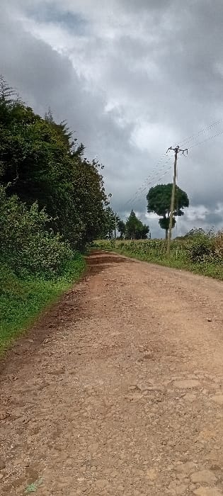 The scene depicts an unpaved dirt and gravel road in Gatakaine, Kenya, under an overcast sky dominated by grey clouds with faint lighter patches. The road, exhibiting an uneven surface with ruts and loose aggregate, extends from the foreground into the mid-ground, where it curves subtly to the right. The left side of the road is bordered by dense green vegetation, primarily consisting of bushes and trees. On the right side, an expanse of green crops, likely maize, is visible in an agricultural field. Multiple wooden utility poles, supporting several overhead lines, run parallel to the right side of the road. A distinct, large tree with a rounded canopy stands prominently behind a utility pole in the mid-ground, with other trees visible further in the distance. No individuals, vehicles, or active subjects are present in the frame.
