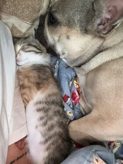 A French bulldog is sleeping next to a kitten on a bed. The dog's head is resting on the kitten, and both animals appear to be comfortable and relaxed. The bedding is patterned with flowers. There is a white cloth on the left side of the image that is part of the bed. This image was taken inside a home in the city of Anton, Bulgaria.
