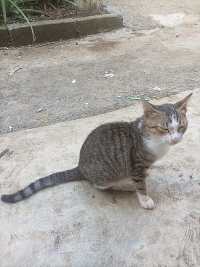 A domestic cat is depicted sitting on a concrete surface in an outdoor environment in Pasir Muncang, Indonesia. The subject is a tabby cat with predominantly grey-brown striped fur on its back and sides, contrasted with white fur on its chest, belly, and paws. Its eyes are closed, indicating a state of rest or drowsiness. The cat is positioned with its body angled slightly towards the left, and its head turned towards the right. The concrete surface it rests on appears light grey with some textured patterns and minor discoloration. Behind the cat, the concrete transitions into a rougher, darker dirt or gravel area. In the upper left background, a raised concrete curb separates the ground from an elevated planter or garden bed containing green foliage and dark soil. Scattered small pieces of light-colored debris are visible on the dirt surface in the mid-ground. No people are present. The scene is illuminated by natural light, suggesting daylight conditions.