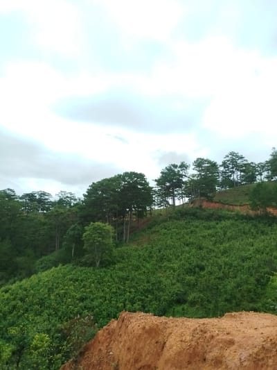 The image depicts a hillside in Lán Tranh, Vietnam, covered in lush green vegetation. The foreground features a raw, reddish-brown dirt embankment, suggesting recent excavation or erosion. Ascending the slope, a dense layer of smaller green plants creates a textured carpet. Further up, a line of tall, slender pine trees with dark green foliage stands against a cloudy sky. The trees are sparsely distributed, allowing glimpses of the red earth beneath their canopy. The overall scene is one of natural beauty, with the raw earth contrasting with the verdant growth and the tall pines. There are no people or animals visible in the image.