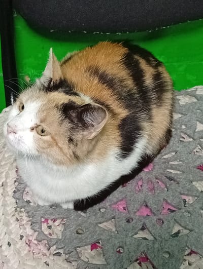 A calico cat is curled up on a rug. The cat's fur is a mix of white, orange, black, and brown. Its eyes are wide and looking to the left. The cat is resting on a rug with a geometric pattern of pink and gray triangles and white patches. The background is blurry, with a bright green surface behind the cat and a dark surface above. The lighting suggests an indoor setting, possibly during the day. The cat appears alert and calm. No visible text is present in the image.
