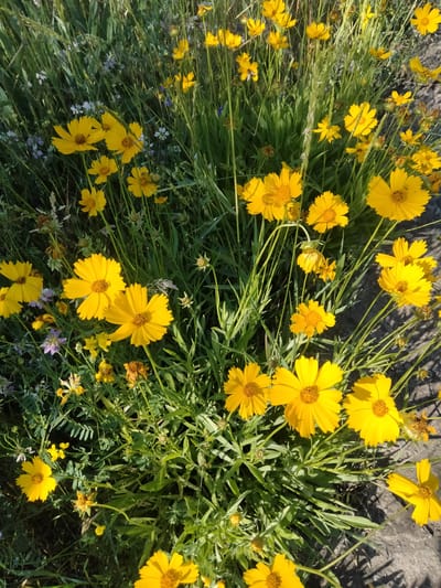 The image depicts a close-up, high-angle view of a patch of bright yellow wildflowers in Ananiv, Ukraine. The flowers, likely Coreopsis, are in various stages of bloom, with many open, revealing their detailed centers. They are interspersed with green foliage and some dried brown flower heads, suggesting a natural, untended setting. The background consists of more greenery and a grey, textured surface, possibly a path or a stone border. The lighting suggests it is daytime, with sunlight casting shadows on the ground and highlighting the vibrant yellow of the petals. There are no people or animals visible in the scene.