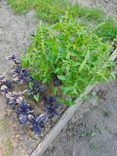 This media file is a vertical, eye-level shot of a garden bed in Belbulak, Kazakhstan. The garden bed is rectangular and bordered by a wooden plank on the right side. The soil is dry and cracked, with sparse green weeds growing throughout.
The primary subjects are two varieties of basil plants. On the left side, there are several plants with dark purple leaves, characterized by their ruffled edges and deep, almost black coloration. To the right of the purple basil, there is a larger, bushier plant with bright green leaves and small, light green flower stalks emerging from the tops of the stems. This green basil appears to be in bloom.
The scene is set outdoors, likely in a home garden. The lighting suggests it is daytime, possibly late afternoon or early morning, given the angle of the sunlight casting gentle shadows. The weather appears to be dry, as indicated by the cracked soil. The overall impression is one of a cultivated garden patch, with different plant varieties growing side-by-side. No people, text, or specific events are depicted.