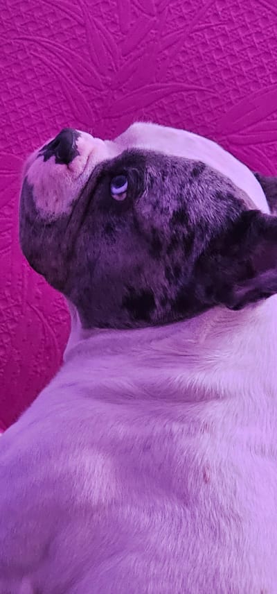 The image shows a close-up, side-profile of a merle French Bulldog against a bright pink textured background. The dog has a mixed pattern of dark gray and white fur on its face and head, with the rest of its body appearing primarily white with subtle pinkish hues due to the lighting. Its nose is black, and one eye is visible. The background is a solid pink, with a textured pattern that could be fabric or wallpaper. The location in West Lancashire, United Kingdom, is not discernible from the image.