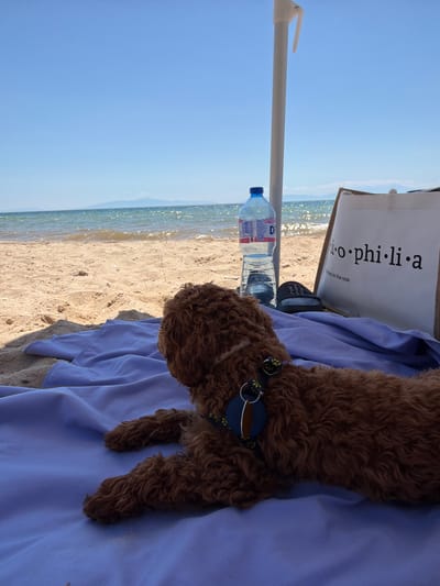 A brown dog lies on a purple blanket on a sandy beach. The dog is facing away from the camera, towards the sea. In the background, the sea is calm and the sky is clear blue. To the right of the dog is a white beach bag with black text that reads "•o•phi•li•a" and "stay in the sun". Next to the bag is a bottle of water and a pair of black flip-flops. A white umbrella pole is visible to the left of the bag. The scene appears to be in a peaceful, sunny location. The image is taken from a slightly elevated angle, looking down at the dog and the beach.