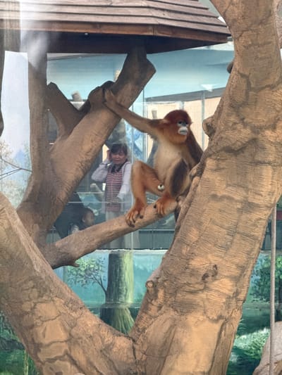 A golden snub-nosed monkey is climbing on a tree branch inside an enclosure. Through the glass of the enclosure, two people are visible. The location is likely Chengdu Zoo in Chenghua District, China.