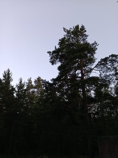 The image shows a dense forest composed of pine trees, silhouetted against a pale, overcast sky. The trees are dark green and appear tall and mature. Some branches and needles are visible in detail, particularly on the prominent tree in the center right of the frame. The lower portion of the image is very dark, obscuring the ground level and suggesting it might be evening or a heavily shaded area. A concrete structure, possibly a post or a section of a wall, is visible in the lower right corner. The scene is devoid of human presence and activity. The overall impression is one of a natural, wild environment.