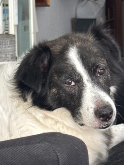 The image is a close-up, rotated shot of a black and white dog lying down. The dog's head is tilted, and its eyes are looking upwards. The fur is soft and fluffy, with a prominent white stripe down the middle of its face. The dog appears to be resting on a dark, textured surface, possibly upholstery. In the background, out of focus, are hints of furniture and a shelf with some objects, suggesting an indoor setting. The lighting is subdued, possibly indicating an indoor environment or an overcast day. No text is visible in the image.