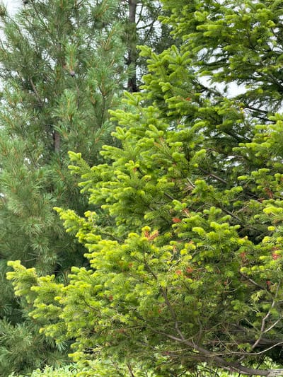 The image is a close-up, vertical, eye-level outdoor shot of evergreen trees. The foreground is dominated by a bright green spruce tree with abundant, dense foliage. Some reddish-brown cones or developing buds are visible interspersed among the needles. Behind and to the left of the spruce, a darker green pine tree is partially visible. Its needles are longer and sparser, and a single pine cone is hanging from a branch. The overall impression is one of lush greenery, likely a park or natural area. The location is specified as the city of Озерное (майминский), Russia.