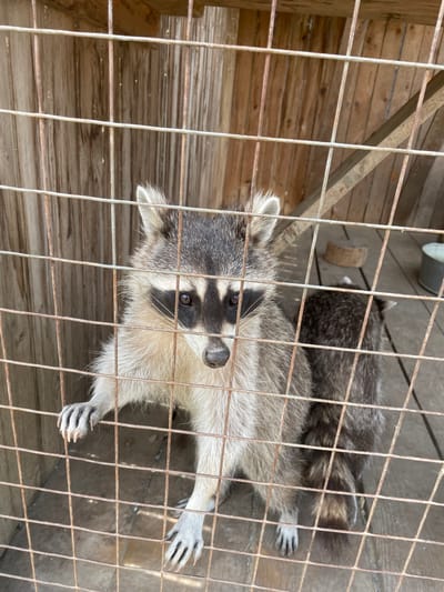 A high-angle shot, taken through the rusty metal bars of a cage, shows two raccoons in an enclosure in Timofeevka, Russia.
The prominent subject is a raccoon in the foreground, lying down and looking directly up at the camera with a curious expression. Its distinctive black and white facial mask, dark eyes, and grey fur are clearly visible. Its front paws are extended towards the viewer, with sharp claws evident. The metal bars of the cage cast shadows across its fur.
Behind the first raccoon, partially obscured by the cage and the foreground animal, another raccoon is visible, mostly its grey and black-striped back and tail, also resting on the wooden surface.
The setting appears to be an animal enclosure, possibly at a shelter or zoo. The floor and background consist of wooden planks, some appearing worn or weathered. In the upper background, a metal bucket and a piece of wood are visible, suggesting elements within the enclosure. The metal bars of the cage are prominent across the entire frame, showing signs of rust, indicating either age or exposure to the elements.
The scene takes place during daylight hours, as indicated by the natural lighting, though specific weather conditions are not discernible from the enclosed environment. There is no visible text in the image.