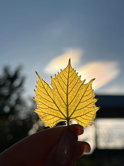 A close-up shot captures a translucent yellow leaf backlit by the sun. The leaf's intricate vein structure is clearly visible, and its serrated edges create a delicate silhouette against the bright sky. The leaf is held between two fingers of a hand, partially silhouetted, suggesting a person interacting with nature. In the background, out-of-focus elements hint at a blurred outdoor environment with trees and possibly buildings. The sky is a bright blue, with a soft, hazy glow emanating from behind the leaf, indicating the sun is either setting or rising. The overall mood is serene and appreciative of natural beauty. There is no visible text in the image. The location context is Ilavche, Ukraine.