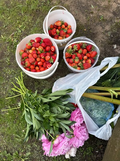 The image shows a collection of fresh produce and flowers gathered on a grassy and dirt ground, possibly in a garden or rural setting in Bronnitsy, Russia. In the upper portion of the frame, two white buckets are filled with ripe strawberries. To the left, a bunch of green leafy herbs and stems, likely mint or similar, is laid out. To the right of the herbs, several large, vibrant pink peonies, along with one white peony, are arranged. Behind the flowers and herbs, a white plastic bag contains what appears to be more greenery and some thick, reddish-green stalks, possibly rhubarb. The overall impression is that of a fresh harvest.