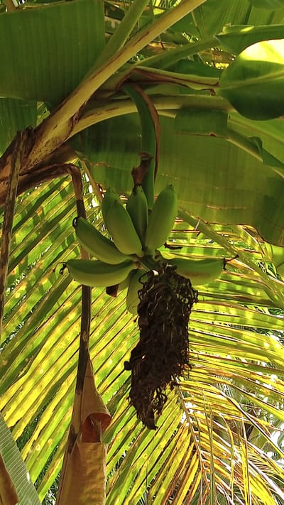 An outdoor, low-angle, full shot captures a cluster of unripe, green bananas hanging from a banana tree. The bananas are arranged in a bunch, with approximately seven visible in the foreground. The tree's large, green leaves dominate the background, with some appearing slightly yellowed and showing striations from sunlight filtering through. A dried, brown, husk-like structure hangs below the banana bunch, and a portion of a banana flower bud is visible in the lower left quadrant. The scene is brightly lit, suggesting daylight. The location is identified as Tanjong Krueng, Indonesia, implying a tropical or subtropical environment.