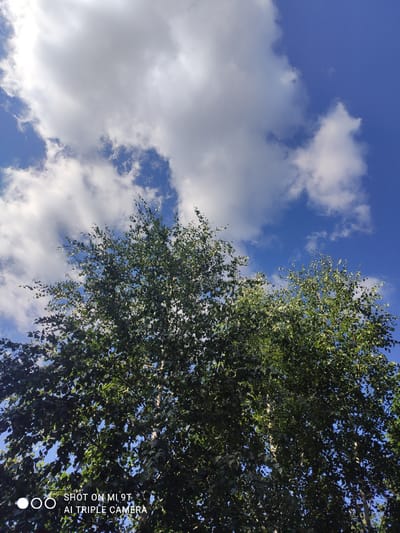 The image is a low-angle shot looking up at a tree with green foliage against a bright blue sky with scattered white clouds. The sun is shining, creating dappled light on the leaves. The time of day appears to be daytime, likely mid-morning or afternoon, given the brightness of the sky and the quality of the light. The scene depicts a natural outdoor setting. The composition is dominated by the dense canopy of the tree on the right side of the frame, with the sky filling the left portion. There are no people or specific objects visible other than the tree and the sky. The overall mood is serene and natural. A watermark in the lower right corner reads "SHOT ON MI 9T AI TRIPLE CAMERA". Blokhino, Russia is provided as location context, suggesting a possible geographical setting for this scene.