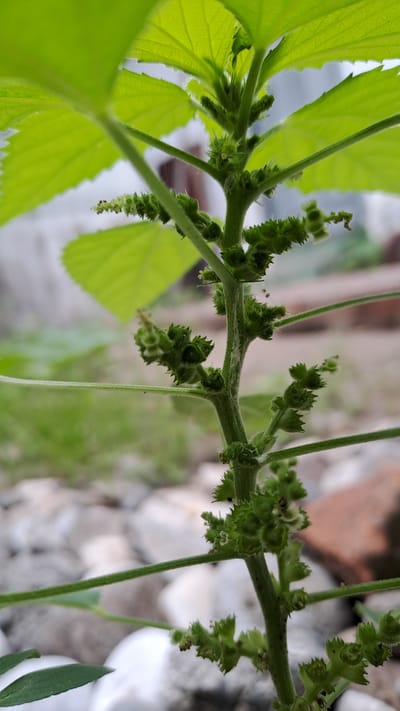 A close-up, vertical shot captures the stem of a plant with small, green, spiky buds emerging along its length. The stem itself is green and slightly fuzzy. Large, bright green leaves, out of focus, dominate the top of the frame, suggesting a lush plant. The background is blurred, showing a mix of light gray stones and a hint of reddish-brown brick. The overall impression is of a detailed botanical study. This scene is located in Julikotmeurak, Indonesia.