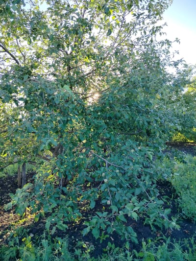 The image shows an apple tree with green leaves and small green apples. Sunlight filters through the branches, creating dappled light on the ground below. The tree is in an outdoor setting, with dark soil and some green vegetation visible around its base. In the background, more trees and foliage can be seen. The scene suggests a natural, possibly rural environment. The location of Вазерки, Russia is not explicitly depicted in the image itself.