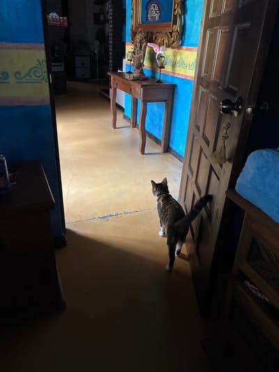 The image depicts the interior of a room in Cañada de Madero, Mexico. A partially open wooden door dominates the upper portion of the frame, extending horizontally. A cat is positioned on the floor, stretching or walking through the open space beneath the door. The floor is a uniform tan color, with some visible cracking. A wooden table or desk with carved details is positioned against a wall with colorful blue and yellow painted patterns. The lower portion of the frame shows a dark interior with hints of furniture.