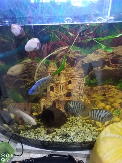 A medium shot shows a colorful freshwater aquarium. The aquarium is filled with clear water and houses various aquatic life and decorations. In the foreground, the gravel bottom is visible, interspersed with small yellow, rounded objects that appear to be decorative stones or food items. Several fish swim in the tank. A prominent blue and gray striped fish is positioned to the left of a castle-like decoration. To the left of this, a lighter colored fish, possibly albino, is swimming near the bottom. Towards the back and right, two more striped fish are visible. Two large snails with spiral shells are attached to the upper portion of the tank, near the waterline. The aquarium is decorated with rocks, lush green and red aquatic plants, and a large, ornate, tan-colored castle structure in the center. The lighting suggests an artificial light source above the tank, illuminating the scene. A green object and part of a black strap are visible in the bottom left corner, outside the aquarium. A yellow bag is partially visible in the bottom right corner. The overall impression is that of a well-maintained aquarium display.