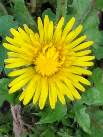 The image is a close-up, overhead shot of a vibrant yellow dandelion flower. The dandelion is the central subject, with its numerous ray florets radiating outwards. The center of the flower is a darker yellow, suggesting the disc florets. The petals are bright and appear to be fully open. The flower is positioned against a backdrop of green leaves, which appear somewhat blurred, indicating a shallow depth of field. Some of these leaves are large and broad, while others are smaller and more textured. There are also hints of brown, dry organic matter, possibly fallen leaves or debris, scattered amongst the green foliage. The lighting suggests it is daytime, likely outdoors, with soft light illuminating the flower. The overall impression is a natural, slightly overgrown setting, possibly a garden or a field. There is no text visible in the image. The context provided, Pavlovsky Posad, Russia, places this scene in a specific geographical location, though the image itself does not contain explicit cues to confirm this. The image focuses solely on the botanical subject, offering no indication of human presence or activity.
