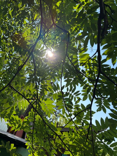 A low-angle shot captures a dense canopy of bright green, compound leaves against a clear blue sky. Sunlight pierces through the foliage, creating bright flares and dappled light patterns. The branches of the tree, dark and bare in places, crisscross the frame. In the lower left, the sloped roof of a building, possibly with a green facade and some reddish-brown trim, is visible beneath the leaves. The overall impression is one of lush greenery and bright, natural light. The scene appears to be from a residential area in the city of Altayskiye Zori, Russia, likely during a sunny day.