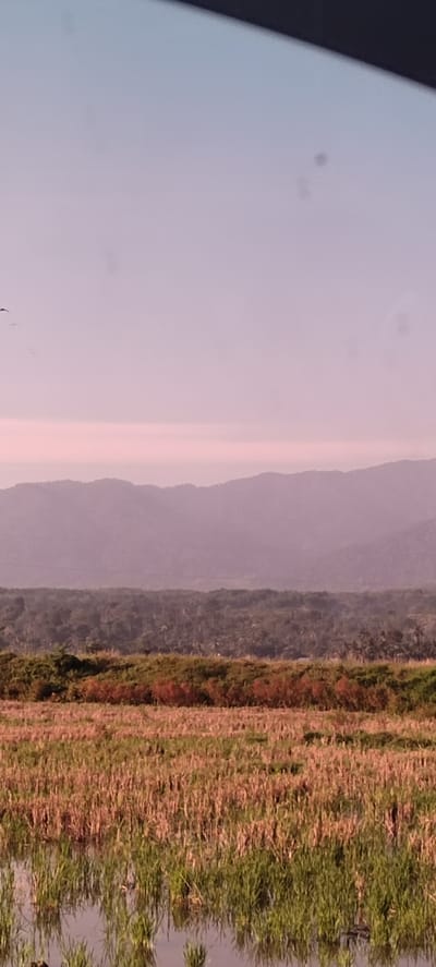 This is a landscape photograph taken at dusk or dawn in Bateiiliek, Indonesia. The foreground features a partially flooded field of tall, dry grass with some green shoots emerging from the water. Behind this field, there is a band of dense green vegetation, possibly a forest or a hedgerow. Further in the background, a range of hazy, purple mountains stretches across the horizon, softened by atmospheric perspective. The sky is a pale lavender color with subtle pinkish hues near the horizon, suggesting either sunrise or sunset. A few dark specks in the sky could be birds in flight. The overall impression is one of a serene, natural landscape.