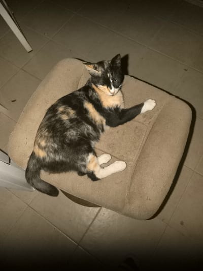 A calico cat is lying on a tan upholstered chair. The cat has patches of black, white, and orange fur. Its front right paw is extended and resting on the seat of the chair. The cat's eyes are partially closed. The chair is positioned on a tiled floor. A white object, possibly a table leg, is visible in the upper left corner of the image. The scene is dimly lit. This image was taken in Ashkelon, Israel.