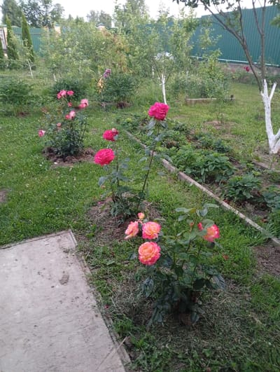 The image depicts a garden scene in Dar'ino, Russia. The foreground features a paved path and a cluster of pink and orange roses in bloom. The background reveals more rose bushes, strawberry plants, and various trees and shrubs. A green fence encloses the property, and a white-painted tree trunk is visible on the right. The scene appears to be a residential garden, likely maintained for aesthetic purposes. There are no people or animals visible in the image.