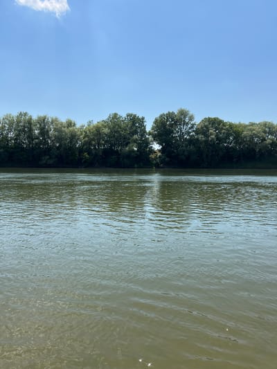 The image depicts a wide, calm river flowing through a natural landscape under a clear blue sky with a few scattered white clouds. A dense line of lush green trees forms the bank on the opposite side of the river. The trees vary in height and density, creating a rich texture of foliage. The water is a muted green-brown color and shows subtle ripples and reflections of the sky and trees. There are no visible people, structures, or man-made objects in the scene. The location is identified as the city of Indiya, Moldova, suggesting this is a view of the Nistru River or a similar waterway within or near the city.