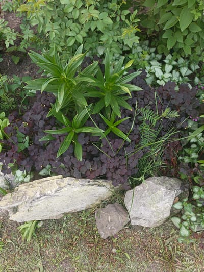 A high-angle medium shot captures a densely planted garden bed with a variety of flora and natural elements. In the foreground, three stones are positioned on a bed of dry grass and sparse green weeds. The largest stone, light gray and roughly rectangular, lies horizontally, partially covered by green foliage. To its right and slightly in front is a smaller, darker gray, irregular-shaped stone. Behind these, nestled amongst the plants, is another light gray stone, also roughly rectangular.
The majority of the frame is occupied by a rich tapestry of plants. Dominating the center are several tall, vibrant green lily plants with long, pointed leaves. These emerge from a dense carpet of dark purple clover-like plants, each leaf distinctly trifoliate. To the right of the lily plants, a patch of silver-dusted ground cover with heart-shaped leaves is visible, interspersed with small, delicate purple flowers. The background is filled with various green plants, including what appears to be rose bushes with their characteristic serrated leaves.
The overall impression is one of a well-established, somewhat wild garden, possibly located in a residential area of Kalachevo, Russia. The scene is static, with no human presence or activity depicted. The lighting suggests it is daytime, with diffused sunlight.