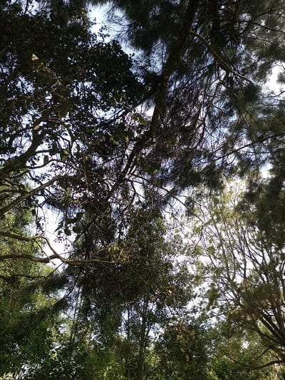 The image displays a low-angle view looking upward through a dense tree canopy in New Serchhip, India. The scene is dominated by a mixture of tree types, including both broadleaf trees with visible leaves and branches, and coniferous trees characterized by their dark, needle-like foliage. Patches of light blue to white sky are visible through the gaps in the overhead branches, indicating daylight conditions. The upper portions of the trees and their foliage are partially illuminated by sunlight, creating highlights and shadows throughout the dense vegetation. No individuals, animals, man-made objects, or discernible actions or interactions are present within the frame. The environment is heavily wooded.