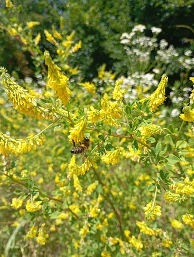 A close-up, shallow depth-of-field photograph captures a honeybee on a branch laden with small, yellow flowers. The bee, with visible stripes on its abdomen, is positioned on the underside of a flower cluster, appearing to be engaged in collecting nectar. The flowers are densely packed along a thin, reddish-brown stem, with small, serrated green leaves interspersed. The background is heavily blurred, showing further yellow flowers, green foliage, and some indistinct white blossoms, suggesting a natural, possibly overgrown setting. The lighting indicates a sunny day, with bright highlights and dappled shadows. The specific location in Saratovskaya, Russia, is not visually identifiable from the image itself.