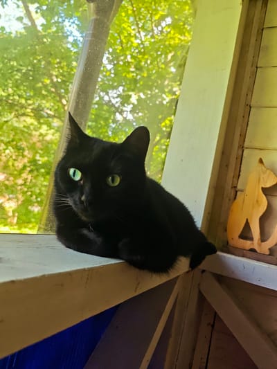 A black cat with striking green eyes is perched on a white windowsill, looking directly at the camera. The cat is curled up, with its paws tucked beneath its chest. Behind the cat, a window reveals a lush, green outdoor scene with dappled sunlight filtering through trees. To the right of the cat, on the windowsill, sits a wooden silhouette of a cat. The environment appears to be an outdoor porch or enclosed sunroom, given the wooden framing visible to the right and the connection to the exterior greenery. The location is identified as the village of Svistukha, Kuzyaevsky rural settlement, Russia.