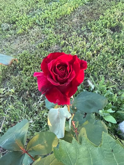 A close-up, overhead shot depicts a deep red rose in full bloom amidst a grassy ground cover. The rose is the focal point, revealing numerous tightly curled petals towards its center, gradually unfurling outwards. The color of the rose is a saturated, dark red, with darker, almost black hues appearing near the petal edges. Several green leaves sprout from the stem of the rose, juxtaposing the red of the flower with their varying shades of green, some lighter, some darker, and some showing signs of yellowing or discoloration. The surrounding ground cover is a mix of grass and other low-lying plants. The photograph appears to be taken outdoors in natural lighting. The city of Obruchishte, Bulgaria is not visually present in this image.