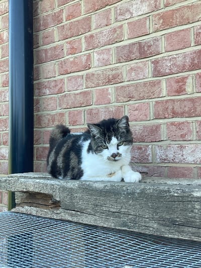 A grey and white tabby cat with green eyes is perched on a weathered wooden beam, next to a wire mesh. The beam is positioned against a brick wall, which has a dark-colored pipe or beam running horizontally along the bottom edge. The scene is outdoors and likely depicts part of a structure such as a porch or enclosure. It is not possible to infer the location in the city of Ashford, United Kingdom.