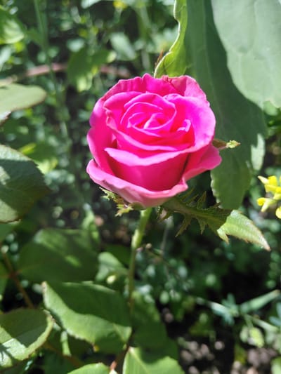 A close-up, slightly overhead shot shows a vibrant pink rosebud in the left foreground, its petals tightly furled and radiating a soft glow. The rose is framed by lush green leaves, some of which are sharply in focus and display serrated edges, while others recede into a soft bokeh. Behind the rose, the background is a tapestry of greens and blurred shapes, suggesting a garden or natural setting. A few small yellow flowers are visible towards the top right, adding a splash of contrasting color. The lighting suggests it is daytime, with sunlight casting soft shadows on the leaves. The image appears to be taken outdoors, likely in a garden, given the presence of flowers and foliage. The overall mood is tranquil and natural, highlighting the beauty of the rose. No people or text are visible in the image. The location context indicates this image may have been taken in the Eртіс Rural District of Kazakhstan.