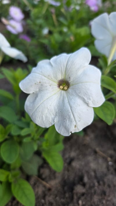 The image shows a close-up of a white petunia flower in the foreground. The flower has five petals, with a darker center. The petals are slightly speckled with dirt. Behind the white petunia, other flowers and green leaves are visible, some out of focus. The ground beneath the flowers is dark brown soil. The scene is outdoors, likely in a garden or park. The location is specified as Vozsiiatske, Ukraine.