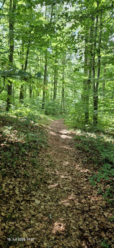 A sun-dappled forest path winds through a dense, green woodland in Neustadt am Kulm, Germany. The path, covered in fallen leaves and dirt, curves gently into the distance, disappearing among the tall, straight tree trunks. Sunlight filters through the thick canopy of leaves, creating patches of light and shadow on the forest floor and the path itself. The undergrowth is lush with green foliage. The timestamp "19. Juli 2026 14:21" is visible in the bottom left corner, indicating the date and time the photograph was taken.