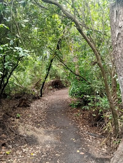 The image displays an unpaved dirt path traversing a densely vegetated, possibly forested, area within the ziwa La Ng'ombe ward, Kenya. The path, characterized by dark brown soil and scattered dry brown and yellow leaves, originates in the foreground and curves gently to the left as it recedes into the mid-ground, disappearing amidst thick foliage.
The environment is heavily vegetated with a dense canopy of various green-leafed trees overhead and thick undergrowth lining both sides of the path. A large tree trunk with textured, light brown bark occupies the right side of the frame. Multiple branches extend into the view, some arching over the path. On the left side, exposed roots and a dark, weathered tree stump are visible in the foreground. Further along the path on the left, a pile of fallen branches or decaying wood is discernible. A small, light-colored, rectangular marker is partially visible amidst the foliage on the right side of the path in the mid-ground. No individuals, animals, or specific actions are present. The scene is illuminated by diffused or dappled light, indicating an overcast or shaded condition.