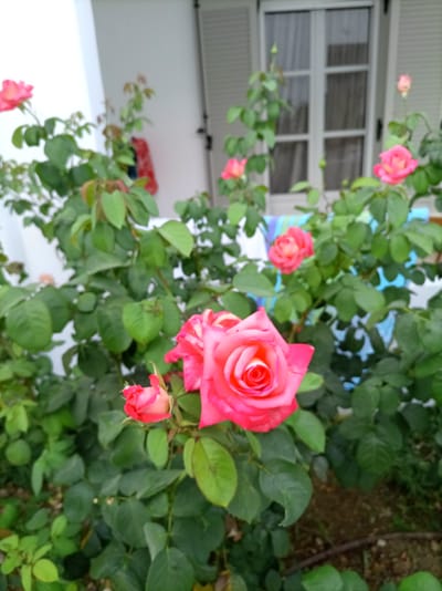 A bright pink rose bush is in full bloom in front of a house. Several roses are visible, with a large, prominent pink rose in the foreground. The bush is lush and green, with many leaves and some buds. In the background, a white house with white shutters and a window is visible. The setting appears to be outdoors, likely in a garden or yard. The lighting suggests it is daytime. There are no people or text visible in the image. The overall impression is one of natural beauty and tranquility.