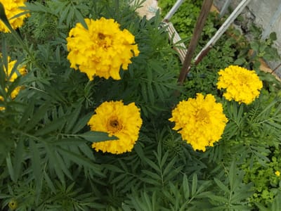 The image shows a close-up view of several bright yellow marigold flowers in full bloom, surrounded by lush green, feathery foliage. The flowers have dense, ruffled petals and visible stamens in their centers. The background includes out-of-focus green vegetation, a rustic wooden post, and a portion of a grey metal fence, suggesting an outdoor garden or park setting. There are no people or animals visible in the frame. The lighting appears to be natural daylight, highlighting the vibrant colors of the flowers. The scene is a naturalistic depiction of a garden in bloom.