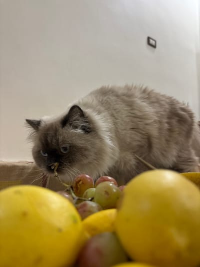 The scene depicts an indoor environment in Mu'adammiyat ash-Sham, Syria. A domestic long-haired cat, exhibiting a seal point or similar color pattern with light fur, dark extremities, and blue eyes, is centrally positioned. Its head is lowered, and it appears to be actively sniffing or inspecting a cluster of green and reddish-purple grapes, with a small piece of organic material near its nose. In the immediate foreground, several out-of-focus yellow lemons are prominently visible, alongside additional grapes. The background features a plain, light-colored wall, upon which a small, dark, rectangular object is affixed high up. Below the cat, a textured surface, possibly a tablecloth or furniture top, is present. No people are visible.