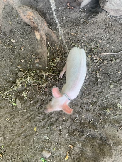 A young, pink piglet wearing a blue and white collar is standing on a patch of dirt in Reak, Nigeria. The piglet's body is mostly white with pink ears and snout. It is facing away from the camera and slightly to the left. The ground is covered in dark soil, small stones, and dry grass. To the left of the piglet, a thick, gnarled tree root protrudes from the ground, and a rope is visible near the root. In the upper right corner of the image, part of a large rock is visible. The overall scene suggests an outdoor, rural environment.
