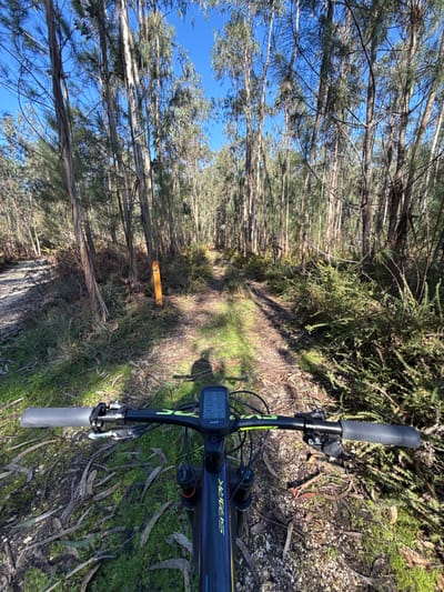 The image presents a first-person perspective from a mountain bike on a dirt trail within a dense forest in Cantanhede, Portugal. The trail, appearing as a single track, consists of packed earth, small stones, and scattered organic debris, with patches of green moss. It extends forward, subtly curving rightward into the distance, with a less defined side path branching to the left. An upright, bright orange marker post is situated on the left side of the trail, near this junction.
The surrounding environment is characterized by numerous tall, slender trees, consistent with eucalyptus or similar species, featuring light-colored bark and sparse, often needle-like foliage. These trees form a high, sun-dappled canopy, visible against a clear blue sky. The undergrowth is composed of low-lying green and brown scrub brush, fallen leaves, and twigs. Direct sunlight creates distinct shadows, including the discernible shadow of the rider's head and upper torso cast onto the trail immediately in front of the bicycle.
In the foreground, the handlebars of a black and lime green mountain bike, identifiable by the "SCOTT SPARK" branding on its frame, are prominent. The handlebars are equipped with grey grips, gear shifters, and brake levers. A Garmin cycling computer is centrally mounted, displaying various numerical data points.