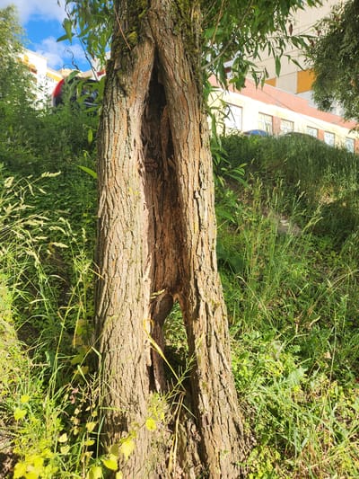 The image shows a large, fallen tree trunk with a hollowed-out section in the center, lying horizontally amidst dense green foliage and tall grass. The bark of the tree is rough and textured, with some patches of moss. Behind the tree, a multi-story building with light-colored walls and orange-red brick accents is visible. The building has several windows and appears to be residential or office space. A blue sky with some white clouds can be seen in the upper left portion of the image. The scene is set outdoors, likely in a park or natural area adjacent to a built-up urban environment. The lighting suggests it is daytime, with sunlight casting shadows. The overall impression is one of nature reclaiming a space or coexisting with human structures. No people are visible in the image. There is no visible text. The location is identified as Vniissok, Russia.