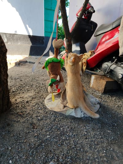 In Poltavka, Ukraine, a ginger kitten is seen playing with a stuffed monkey toy. The kitten is standing on its hind legs, batting at the monkey which is hanging from a tree branch. The toy monkey is brown with a green collar and red and yellow accents. The scene takes place outdoors on a gravelly surface, with a red scooter and a portion of a white and green building visible in the background. Sunlight casts shadows on the ground.