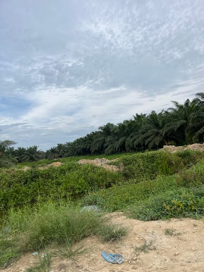 This is a vertical, full-shot photograph taken on an overcast day in Bundar, Indonesia, showing a landscape dominated by palm trees and lush vegetation. In the foreground, a dirt path is visible with sparse grass and a crumpled blue plastic bag. Beyond the path, a shallow, slow-moving stream is surrounded by dense green vegetation, including tall grasses and smaller plants with yellow flowers. A line of mature palm trees stretches across the middle ground, forming a dense wall of foliage that extends into the background. The sky above is filled with a layer of textured, grey and white clouds. The scene appears to be a rural area, possibly an agricultural plantation or the edge of one.