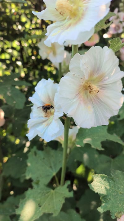 In the original image, a close-up view shows a bee diligently gathering pollen from the center of a delicate white hollyhock flower. The bee, with its furry body and black and orange stripes, is partially obscured by the flower's stamens. The flower itself features broad, ruffled white petals with subtle pink and yellow undertones near its center. The background is a lush blur of green foliage and dappled sunlight, suggesting an outdoor setting, likely a garden or park. Another hollyhock, slightly out of focus, is visible above and to the right of the main subject. The scene is brightly lit, indicating it was taken during the daytime, possibly a sunny afternoon. The overall impression is one of natural beauty and the intricate workings of nature.
