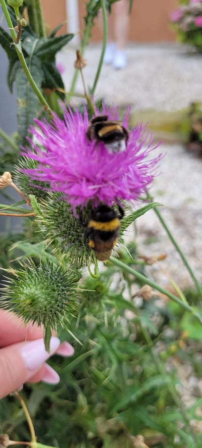 In Sattledt, Austria, a close-up shot focuses on two bumblebees interacting with a vibrant purple thistle flower. One bumblebee is positioned on top of the flower, its body partially obscured by the bloom, while the other is situated beneath the flower, clinging to a thorny stem. The thistle's spiky green buds are also visible in the foreground, adding texture to the scene. A woman's hand, with light pink fingernails, gently touches one of the buds, suggesting a delicate interaction with nature. The background is blurred, with hints of gravel and greenery, indicating an outdoor setting. The overall impression is a detailed snapshot of insects in their natural habitat, highlighting the intricate beauty of the flora and fauna.