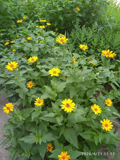 In Vlasivka, Ukraine, a dense cluster of yellow Heliopsis flowers, commonly known as false sunflowers, is captured in a medium-shot. The flowers, with their bright yellow petals and dark brown centers, are in full bloom, interspersed with lush green foliage. The ground beneath the flowers consists of a mix of grey gravel and dark soil, suggesting an outdoor garden or park setting. A timestamp in the lower right corner reads "2026/6/21 11:15," indicating the date and time the photograph was taken.